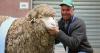 Faultless South Australian ewe beats 24 champions to claim supreme Merino title