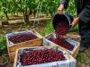 Business News | J&K's Premium Cherries, Plums Enter Singapore Market with First Export Shipment