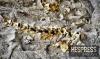 72 million year old fossilized dinosaur teeth repatriated to Morocco from France