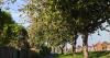 Gardeners could face £20k fine if they fail to make 1 check before cutting neighbours' trees