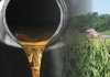 Rollins: Biofuels outlook boosts grain farmers