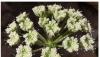 Sultan Qaboos University announces discovery of a new plant species