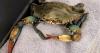 An American blue crab took over Italian lagoons. Now fishers are looking for new careers