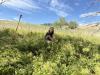 Tiny bugs take on big weed task in Baker County