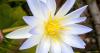 The Blue Water Lily: A South Texas treasure!