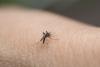 Zika, dengue, and malaria cases rise in the UK as summer travel ramps up