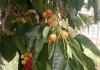 Jammu and Kashmir's premium cherries, plums reach Singapore for the first time