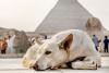 Egypt Launches National Strategy for Street Animals, Bans Poisoning and Mass Culling