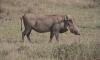 Photo from Kenya captures a warthog beating the heat at the muddy edge of a shared waterhole