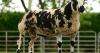 Dutch Spotted tup lamb Rathnashannagh Jackaroo jumps to £4200 at online sale