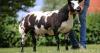 Wedderburn reduction sale sees Dutch Spotted to a high of 9000gns at Worcester