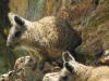 Ecuadorian Vizcacha’s Tiny Refuge Now Faces a Giant Mining Question