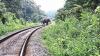 Madras HC stops Tamil Nadu forest dept from engaging NGOs to treat elephants in custody