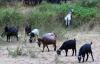 California sends 400 goats and sheep after yellow star thistle, a weed that can worsen wildfires