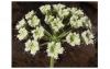 World’s first record of a new plant found in Oman