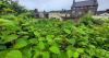 Salisbury is Japanese knotweed capital of Wiltshire