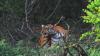 Kerala state human rights commission urges govt to implement 10 missions to prevent human-wildlife conflict