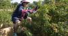 Plant expert Dan Gill shares tips for reducing summer landscape maintenance in New Orleans