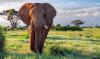 Orphaned elephant in Kenya out-swims the herd, offering a hopeful sign of recovery