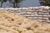 Eyes on Monday as Tanzania launches maize purchases to stabilize falling prices