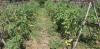 Farmers Face Double Loss Due to Poor Cold Storage and Road Obstructions