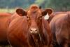 AgriLife Extension offers New World screwworm field guide for cattle producers