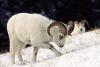 Illegal Cross-Border Sheep Harvest Leads to Convictions in United States and Canada