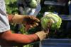 Taylor Farms expands iceberg lettuce recall to Mass., 26 other states