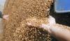 Reuters Analyst: High Harvests Do Not Guarantee a Grain Surplus on the Global Market