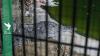 Israel moves to surround prisons with crocodile-filled moats