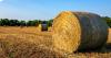 AG CORNER: Maximizing hay production of native grasses