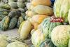 Rising Production, Falling Prices: Melon Market Stagnation Hits Samangan