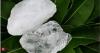 India has had a natural, chemical free answer to body odour for thousands of years. It can also cure bad breathe!