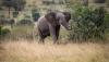 Dry season draws bull elephant into Kenya fields, and wildlife teams steer him back to safety