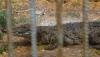 Israeli rule change clears way for using crocodiles to deter prisonbreaks