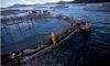 Investigation Uncovers 435,546 Tons of Illegal Salmon Production from 12 Companies Dodging Environmental Assessment