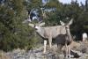 Utah completes 133 projects aimed at restoring mule deer habitat