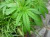 City Commission to look at revisions to marijuana “social equity policy” in Kalamazoo