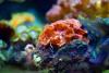 Costa Rica Mobilizes Communities to Protect Threatened Coral Reefs