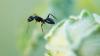 Argentina invades Britain with ant army after World Cup heartbreak – and they play dirty