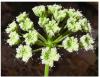 SQU discovers new plant species, names it Oman