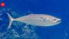 Scientists thought the dinosaur-killing asteroid created modern tuna; a new family tree says their speed and warm blood took 50 million years