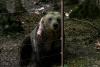 Teeth bared in Greece's bear-human showdown