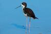 Hawaiian stilt gets moved from endangered to threatened under Endangered Species Act