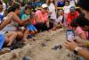 Learn How to Protect the Leatherback Turtle in Panama: Beaches Turned into Classrooms