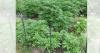 Police seize over 290 cannabis plants as two men arrested
