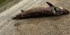 6-foot sturgeon found dumped in West Michigan, DNR asking for tips