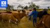 Cattle farmers plant trees for sustainable aviation fuel
