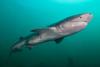 Diver, 31, Airlifted to Hospital After Being Bitten by Nearly 7-Foot Shark