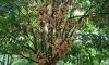 Farmers find new hope in lotkon cultivation in Sherpur's Garo Hills